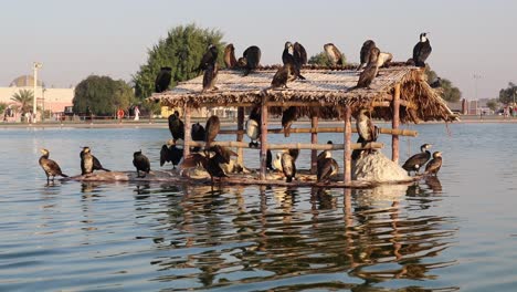 A-view-of-Migratory-Ducks-on-floating-house-in-a-lake