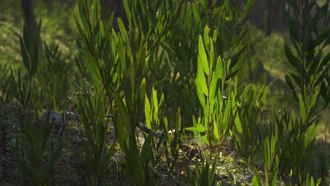 4k-Akazie-Longifolia,-Allgemein-Bekannt-Als-Gelbzweig,-Wächst-Inmitten-Eines-Kiefernwaldes-Auf