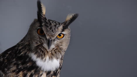 Eagle-owl-close-up-face-on-grey-background