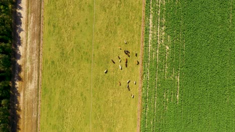 Aerial-view-of-grazing-cows-on-pasture