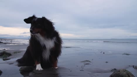 Schöner-Hund,-Der-Am-Strand-Sitzt-Und-Dessen-Haare-Im-Wind-Wehen