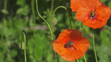 Honeybee-on-poppy-in-sunny-meadow