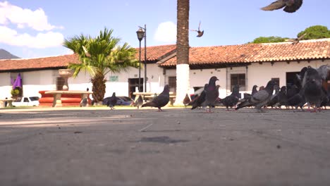 Tauben-In-Der-Lateinamerikanischen-Straße