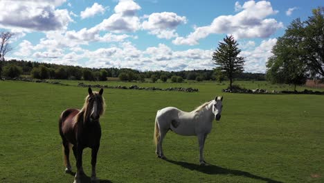 two-beautiful-horses-in-pasture-fly-by-low