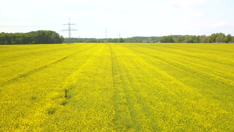 Aerial-view-of-blooming-canola-field-withpower-pole-in-the-background