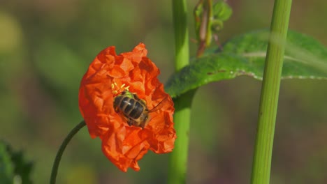 Honey-bee-in-rural-countryside-gathering-nectar-from-red-poppy-flower,-slowmo-macro
