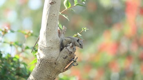 Eichhörnchen-Sitzt-In-Der-Baumhöhle-Und-Frisst-Die-Nuss