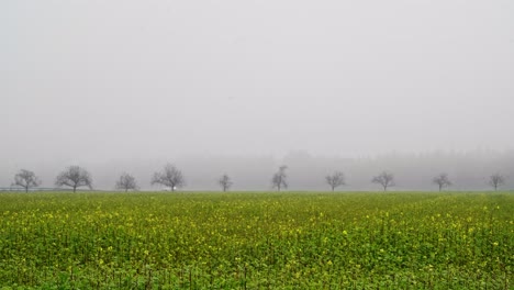 View-over-a-blooming-field-of-yellow-rapeseed-plants-with-a-avenue-at-the-horizons-and-several-cars-are-passing-by-the-foggy-landscape