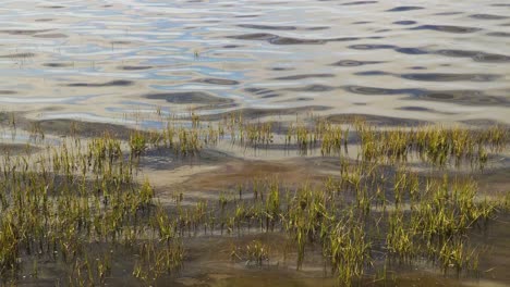 4K-half-submerged-water-plants-moving-on-the-tide-in-the-bedside-of-Ria-de-Aveiro-on-the-estuary-of-river-Vouga,-60fps