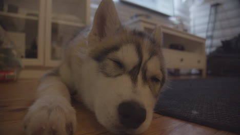 Husky-dog-lies-on-the-floor-in-the-living-room-with-his-back-to-the-TV-and-falls-asleep