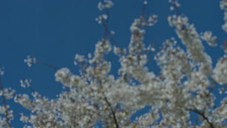 Blured-view-of-blooming-tree-on-blue-sky
