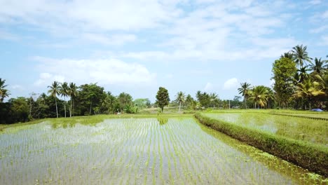 Drohnenschuss,-Der-Rückwärts-Durch-Eine-Ferienvilla-über-Einigen-Reisfeldern-In-Bali,-Indonesien,-Fliegt