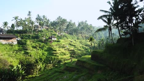 Hermoso-Dron-Volando-Alrededor-De-Una-Esquina-Y-Revelando-Las-Terrazas-De-Arroz-Tegalalang-En-Bali,-Indonesia-Durante-Las-Horas-Del-Amanecer
