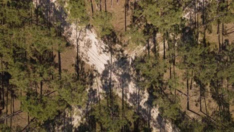 4K-aerial-view-of-a-cross-section-of-a-dirty-road-in-the-middle-of-a-pine-tree-forest,-drone-rising-above-the-canopy-of-the-trees