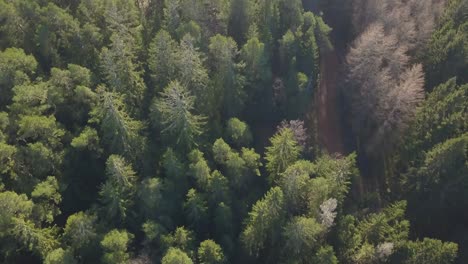 Drohnenaufnahme-Von-Einem-Fichtenwald-Zu-Einem-Abgeholzten-Gebiet-Mit-Sonnenschein