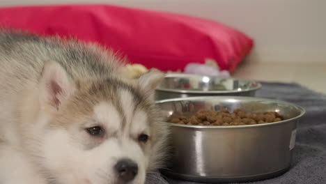 Tired-little-Husky-lies-on-the-ground-next-to-a-metal-bowl-with-water-and-a-steel-bowl-with-dog-food