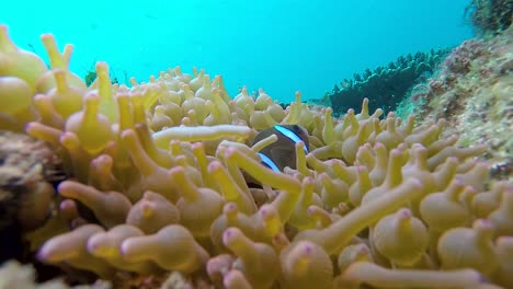 A-Clownfish-swimming-vigorously-amongst-a-anemone-for-protection-filmed-at-60fps