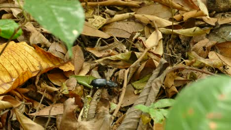 Black-beetle-insect-crawling-on-fallen-leaves,-in-a-Panama-tropical-forest