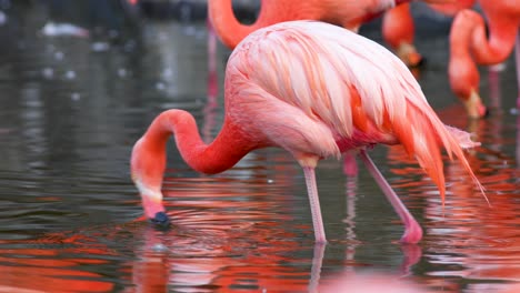 Close-up-of-coral-american-flamingo-moving-its-beak-while-drinking-water-in-its-natural-habitat