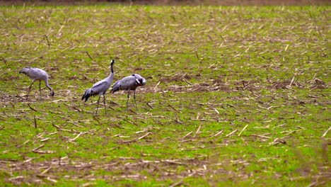 three-cranes-walking-on-the-field-in-slowmotion-in-mecklenburg-western-pomerania