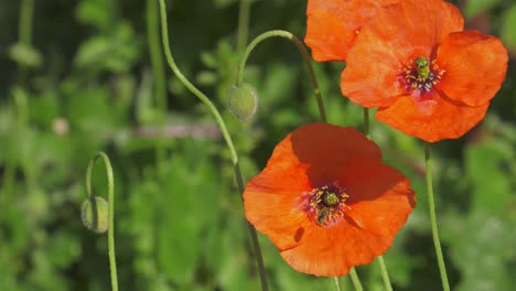 Three-poppy-flowers-with-Small-honeybee-flying-and-landing-on-petal,-slowmo