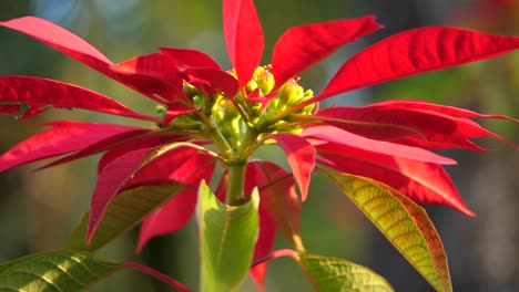 Close-up-of-a-red-and-green-poinsettia-flower-in-the-sunlight