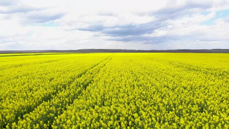Flying-Over-Canola-Rapeseed-Field-With-Cloudscape-Sky