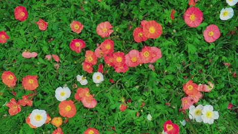 Panning-top-down-view-over-colorful-flowers.-Slow-motion