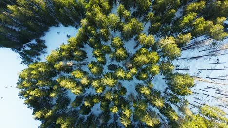 Aerial-forward-top-down-over-snowy-woods,-Tatra-mountains