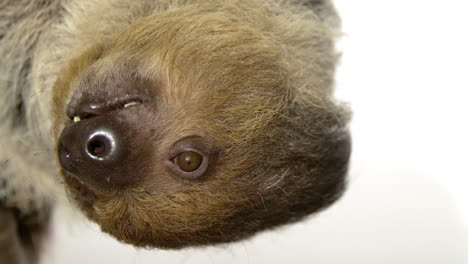 Close-up-of-eating-sloth-on-white-background