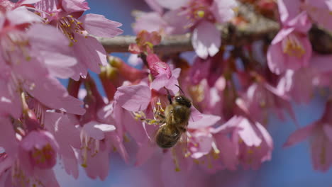 Macro-of-hectic-bee-gathering-pollen-of-fragrant-pink-blooming-blossom-of-tree-in-sunlight