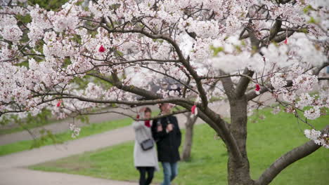 Rosa-Sakura-Blütenblätter-Schwingen-Im-Wind-Mit-Menschen,-Die-Im-Vilnius-Sakura-Tree-Park-Herumlaufen