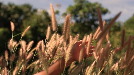 Hand-gently-playing-with-the-foxtail-grass-or-Setaria-among-the-breeze,-shows-concept-of-mental-health-wellbeing,-mindfulness-and-life