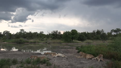 Beautiful-African-wildlife-scene-as-a-pride-of-lions-rest-next-to-a-waterhole-under-rainy-skies