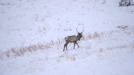 Elk-walking-in-snow-covered-field