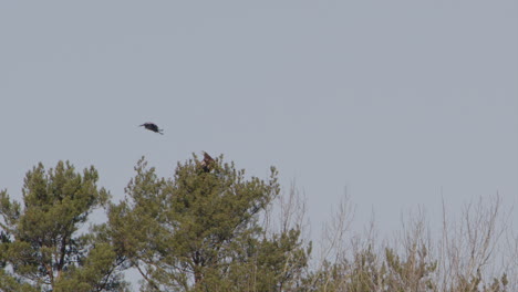 White-tailed-sea-eagle-mobbed-by-a-determined-hooded-crow,-Sweden,-wide-shot