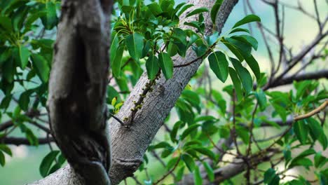 Close-up-on-coffee-tree-plant-with-green-fruits