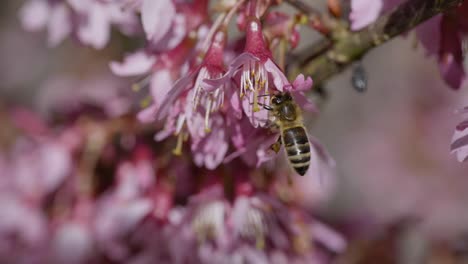 Group-of-wild-bees-pollinating-pollen-of-wild-pink-flower-during-bright-sunny-day-in-spring-season