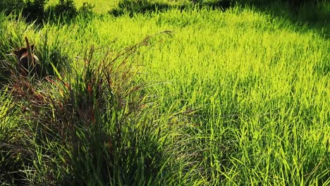 Dog-walking-among-the-rice-paddy-in-the-morning-light,-shows-the-life-in-the-rural-countryside-in-Cambodia