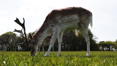 Deer-grazing-the-grass-in-the-Phoenix-Park-in-Dublin,-Ireland