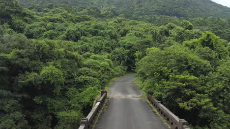 Road-through-Jungle,-Yakushima-Island-Japan