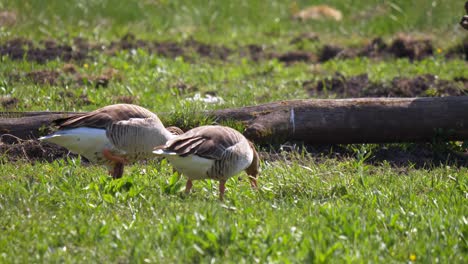 Close-up-shot-showing-couple-of-European-geese-looking-for-food-in-green-lawn-during-sunlight