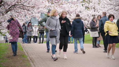 Crowd-of-People-Walking-Among-Blooming-Sakura-Tree-in-Vilnius-Japanese-Cherry-Park