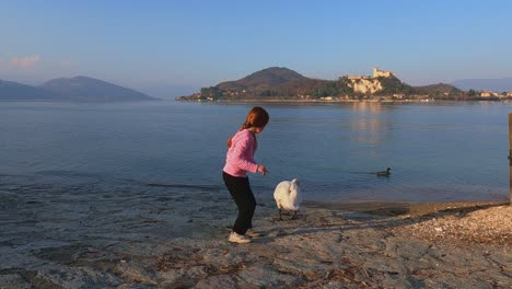Little-girl-cautiously-approaches-swan-on-Laggiore-lake-then-touches-and-runs-away