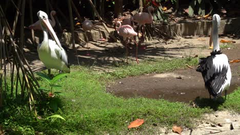 Australian-pelicans-and-pink-flamingos-in-zoological-garden,-Yogyakarta-zoo