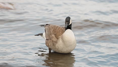 Canadian-goose-ruffles-its-wings-and-feathers-as-it-cleans-itself-in-the-shallow-waters-of-the-Ottawa-river-on-Bate-Island