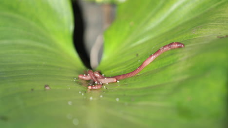 Earthworms-Creeping-On-A-Huge-Smooth-Green-Leaf-At-Tropical-Forest