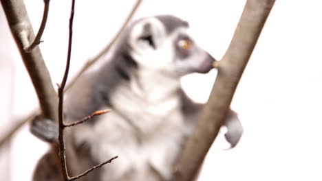 Rack-Fokus-Vom-Lemur-Bis-Zum-Spähenden-Ast