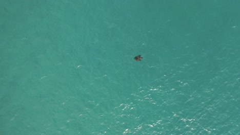 Green-Sea-Turtle-Swimming-in-Turquoise-water-of-Yakushima-Japan,-Aerial-View
