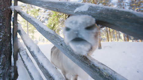 Reindeer-lurking-through-the-fence-at-a-farm,-winter,-in-Lapland---Rangifer-tarandus---Handheld,-slow-motion-shot